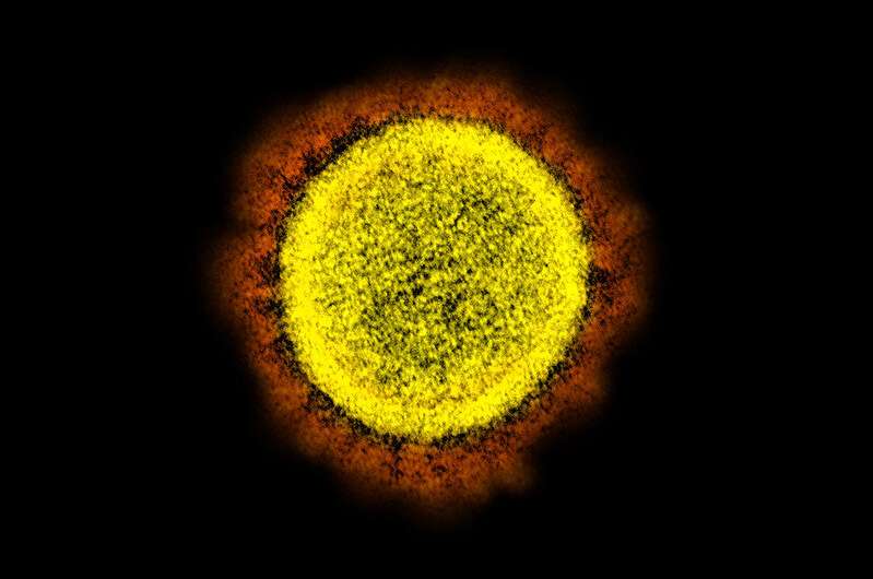 Spike proteins of SARS-CoV-2 relatives can evolve against immune responses 