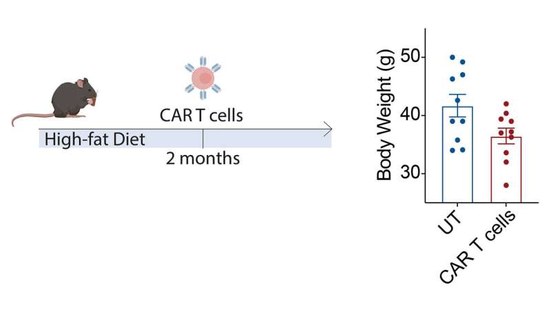 The fountain of youth is … a T cell?