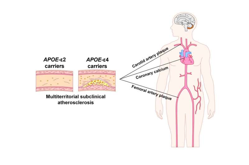 APOE genetic variants linked to Alzheimer disease are also associated with the development of subclinical aterosclerosis