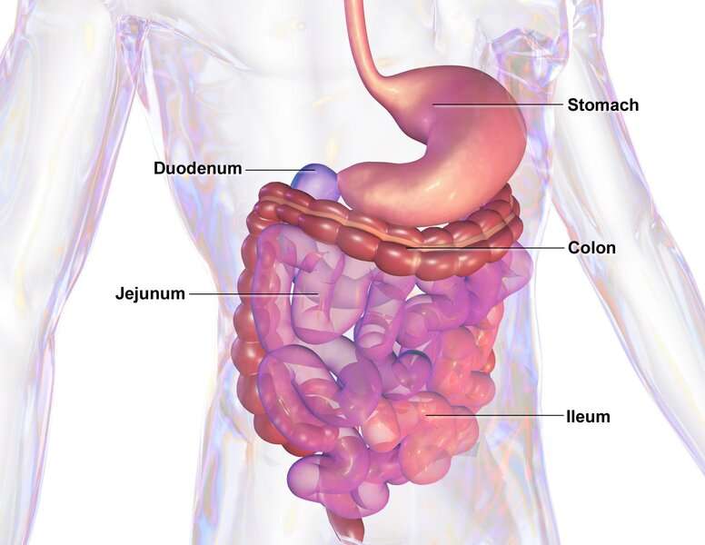 Inflammatory bowel disease: Incidence and treatment 