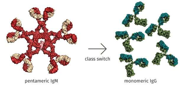 TET proteins regulate factors essential for normal antibody production 