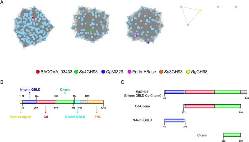 Blood and guts: New link uncovered between the gut microbiome and blood groups 