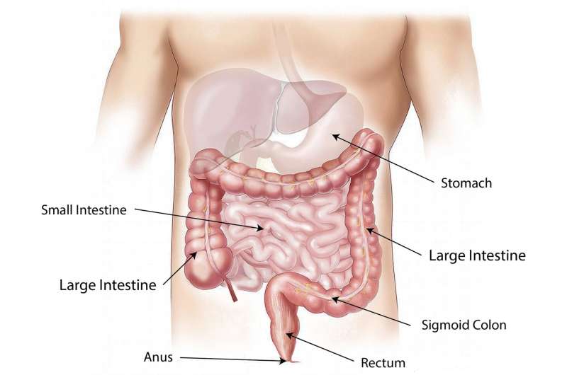 New guidelines address treatment of anorectal abscess, anal fistula, and rectovaginal fistula 