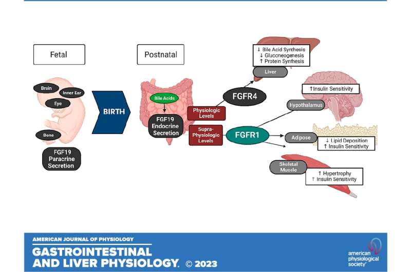 Researchers pave the way for solutions to problems affecting preterm infants