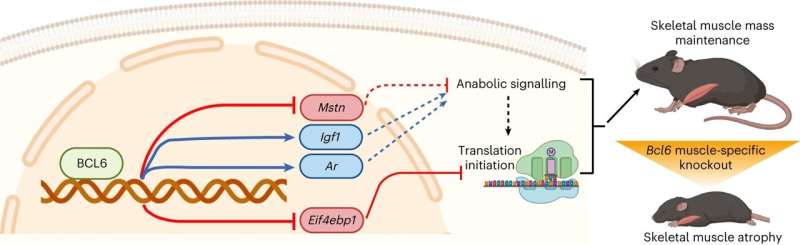 Gene's role in attaining and maintaining muscle mass revealed in new study