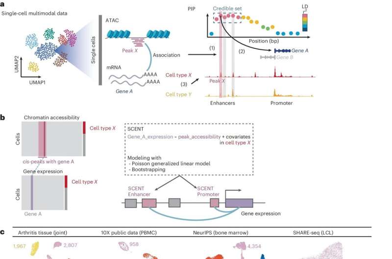 Researchers develop statistical method for genetic mapping of autoimmune diseases