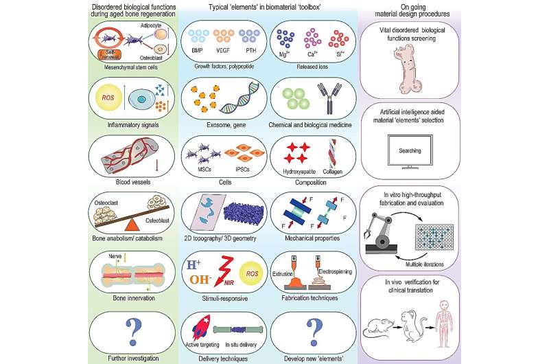 Materiobiology: revolutionizing aging bone regeneration material development