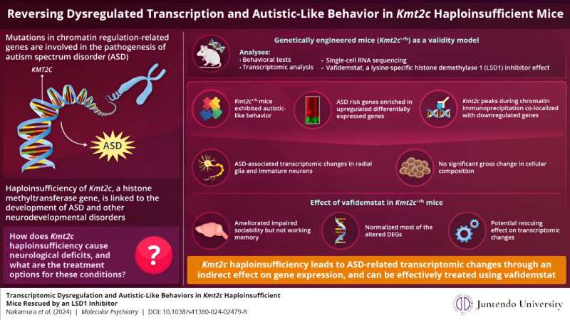 Mouse study uncovers how altered gene expression can induce autism