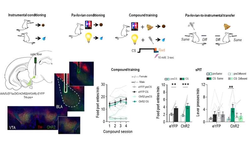 Study finds that dopamine projections to the amygdala contribute to encoding identity-specific reward memories