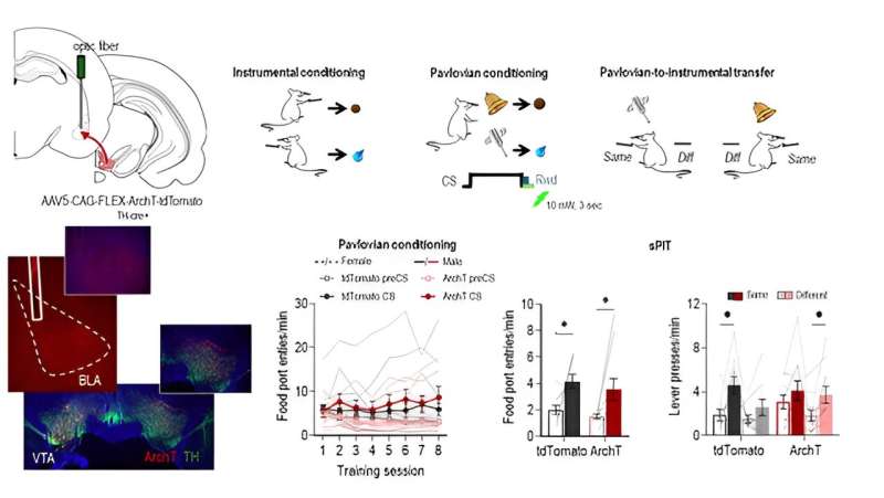 Study finds that dopamine projections to the amygdala contribute to encoding identity-specific reward memories