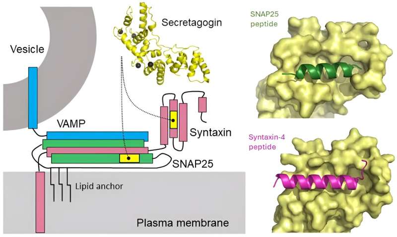 New insights into the molecular mechanisms behind the action of secretagogin