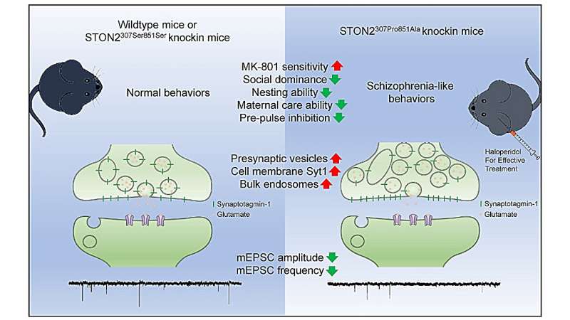 Research highlights STON2 variations involved in synaptic dysfunction and schizophrenia-like behaviors