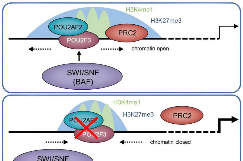 Potential therapeutic target for small cell lung cancer discovered