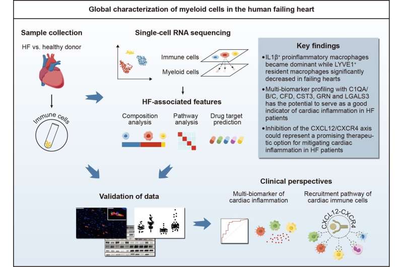 Unveiling immune features of heart failure paves the way for targeted therapies