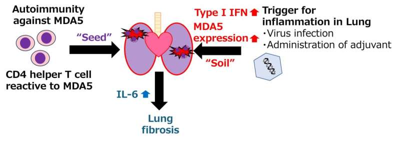 Successful murine model of dermatomyositis reveals underlying immune system involvement