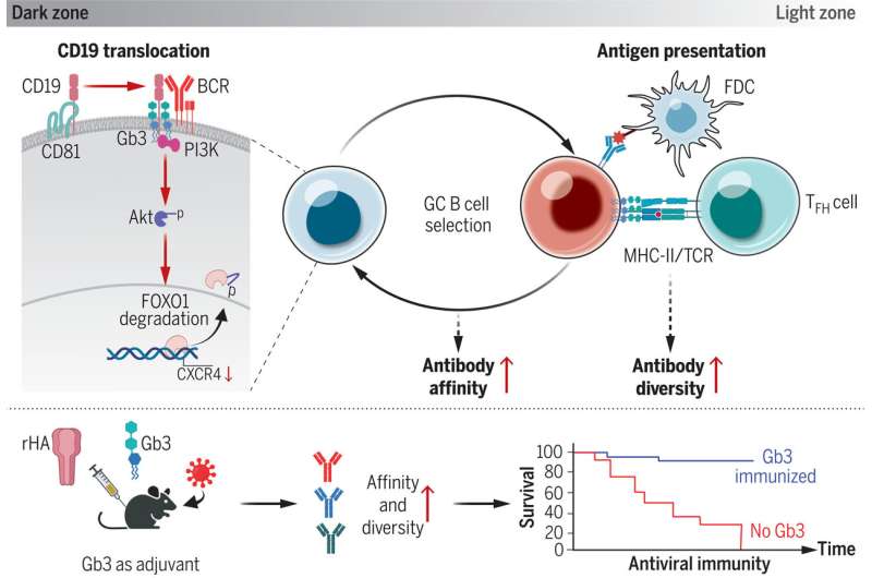 New insights on B cells: Researchers explore building better antibodies and curbing autoimmune diseases