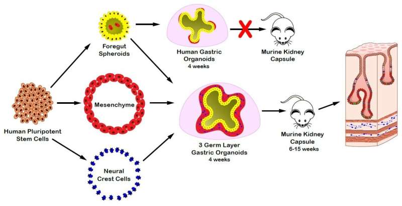 New assembly approach generates most complex stomach organoids to date