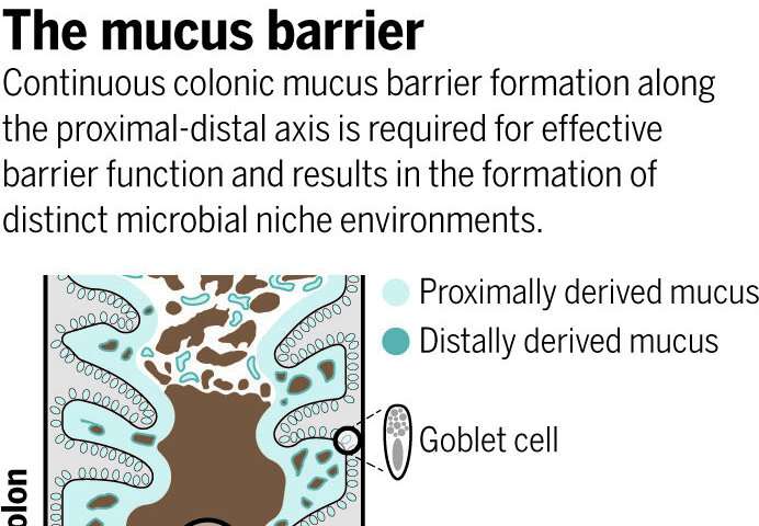 Discoveries reshape understanding of gut microbiome 