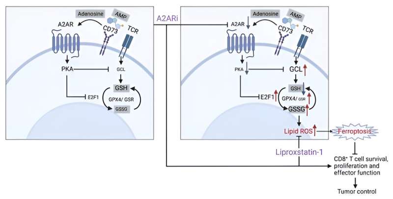 Novel mechanism supports antitumor response and T-cell survival