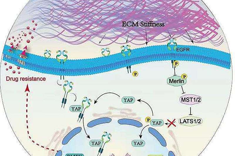 Extracellular cell matrix stiffness may induce drug resistance of breast cancer cells