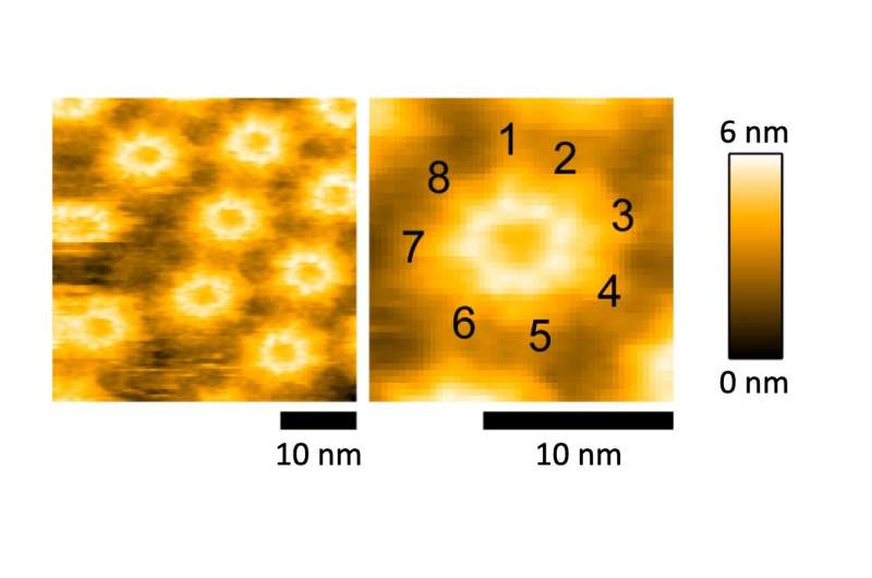 A bacterial toxin turning cells into swiss cheese