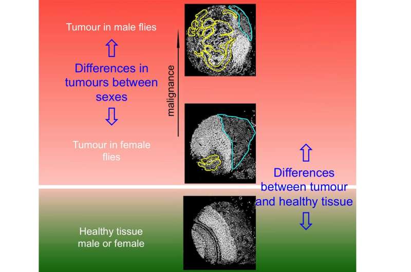 Genes responsible for sex-related differences in cancer aggressiveness found in vinegar flies 