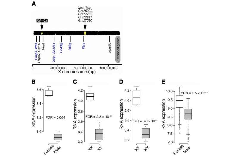 X chromosome gene may explain why women are more prone to autoimmune diseases 