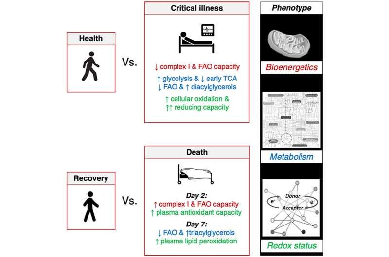 Cell adaptation in critically ill could be difference between life and death, new study shows 