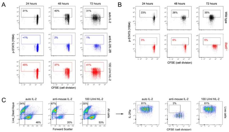 The secret lives of T cells: They derive energy from a master regulator that had been poorly understood, until now