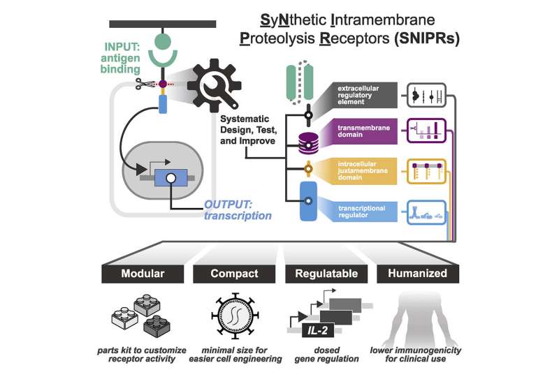 A new toolkit to engineer safe and efficient therapeutic cells 