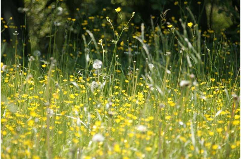 A mathematical model that predicts how severe hay fever season will be 