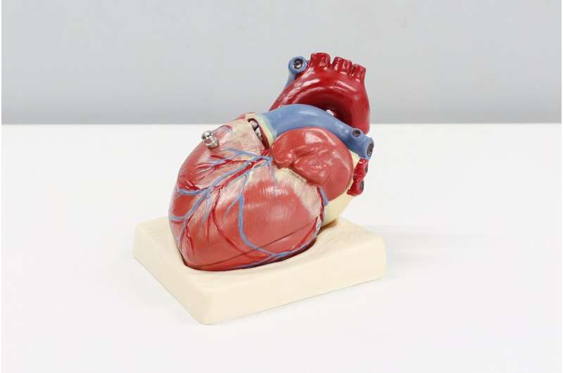 heart model