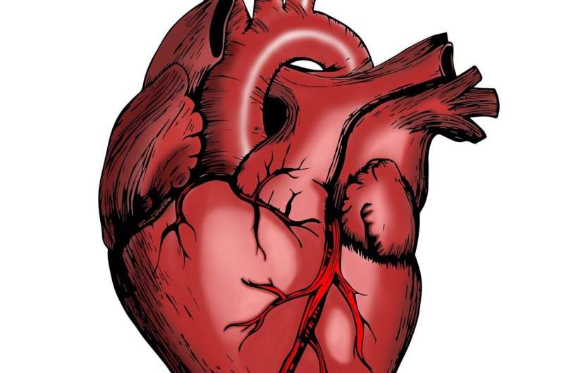 Study finds two protein pathways downregulated in postnatal heart 