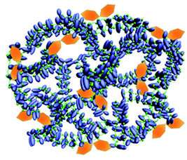 Elegant antibody nanoparticles override immunological tolerance of tumors