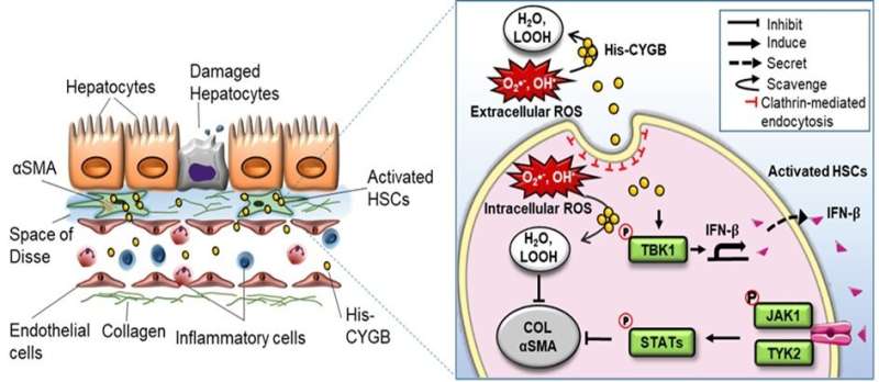 Cytoglobin: Key player in preventing liver disease 