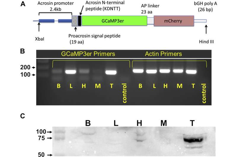 Design and validation of the mouse line expressing Acr-GCaMP3er-mCherry (Acrosome-targeted Sensor for Exocytosis [AcroSensE]). A, schematic of the construct. B, validation of Acr-GCaMP3-mCherry expression in the model using RT-PCR in various tissues (brain (B), liver (L), heart (H), muscle (M), testis (T), and negative control). Primer sets were designed to amplify 149&nbsp;base pairs between the proacrosin signal peptide and the GFP portion of the GCaMP3 (f’:catggtcctgctggagttcgtg, r’:ctggtcgagctggacgggcgacg). Actin was used as a positive control. C, immunoblot analysis of protein expression using anti-GFP confirmed high levels of expression of Acr-GCaMP3-mCherry in the testis at the predicted molecular weight of 75 kDa. Credit: Journal of Biological Chemistry (2022). DOI: 10.1016/j.jbc.2022.101868