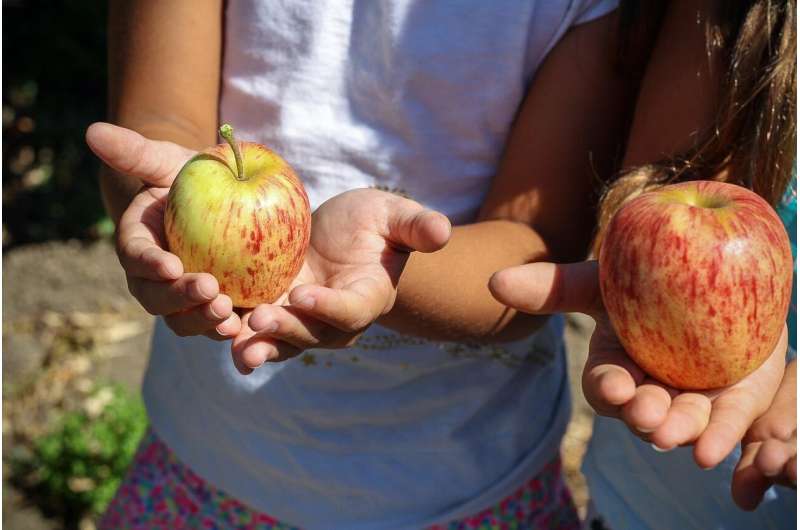 child apple