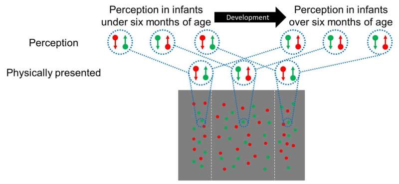 Study finds that infants are not startled by visual illusions 