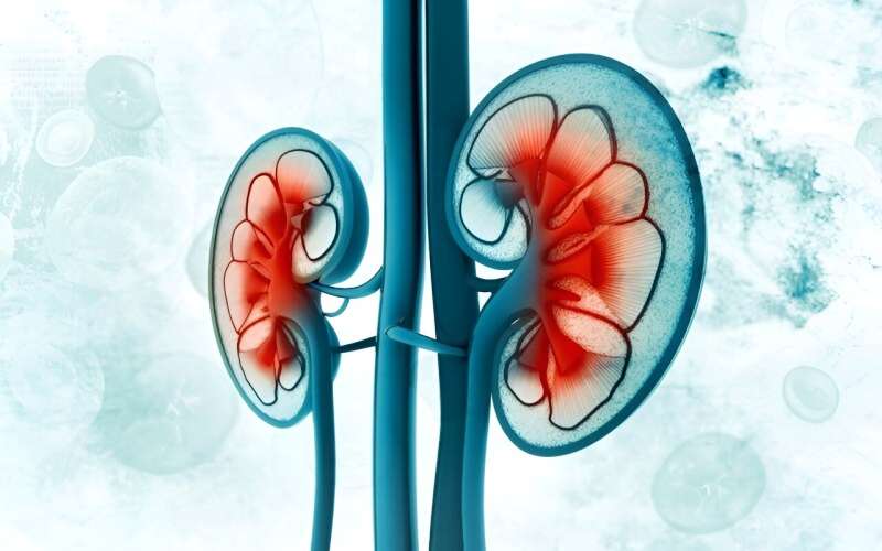 Pembrolizumab shows survival benefit for patients with renal cancer 