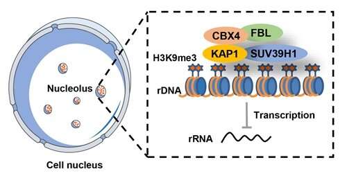 Rejuvenation of aging cells helps to cure osteoarthritis through gene therapy 