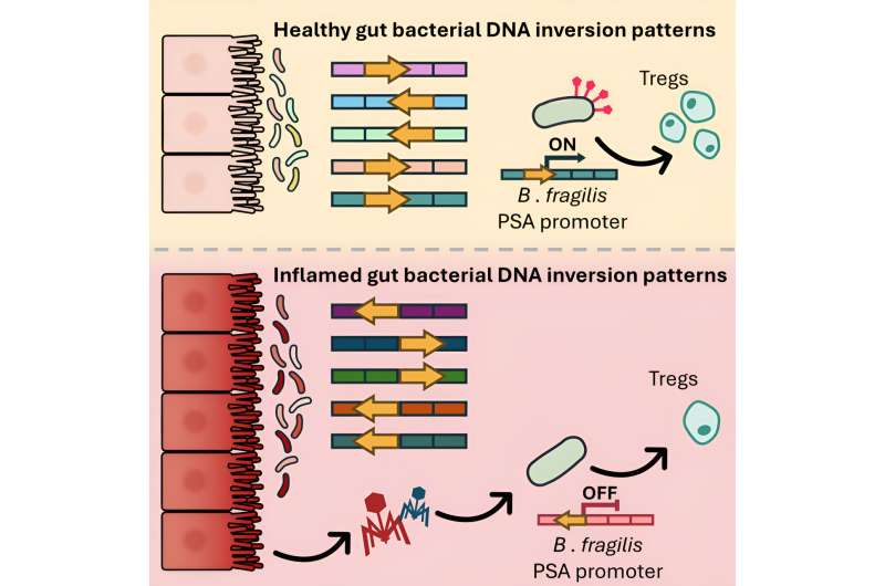Bacteria in the intestine that change in response to inflammation could have an impact on our immune system