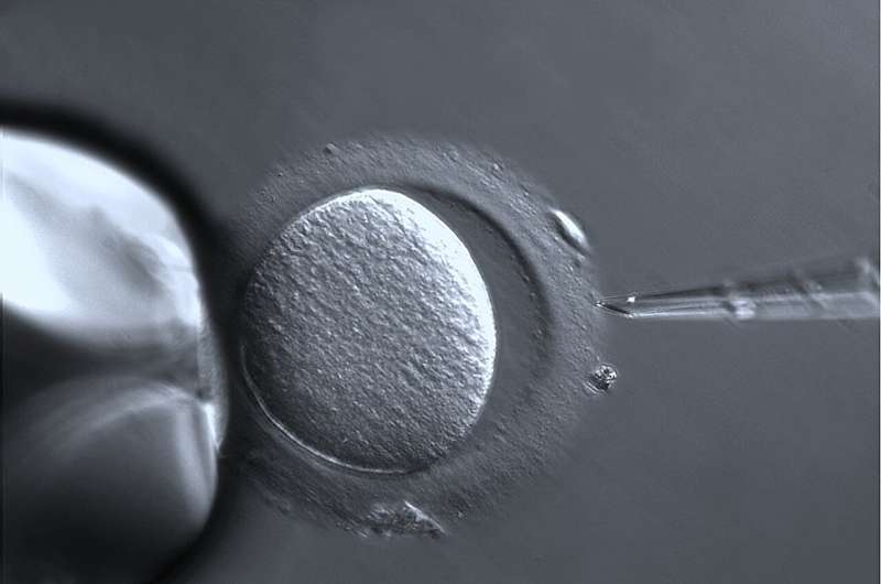 Analyzing the impact of ovulation-inducing agents on the quality of embryo