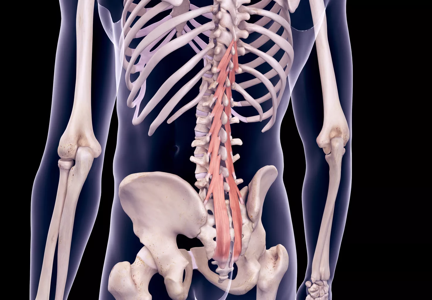 Multifidus Muscle: Its Function and Link to Back Pain