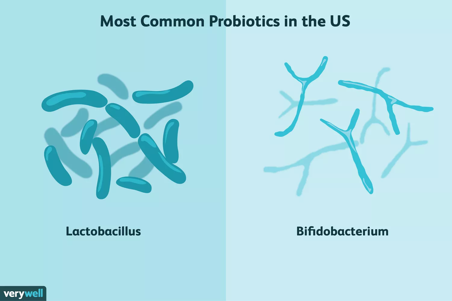 Probiotics: Health Benefits and Side Effects