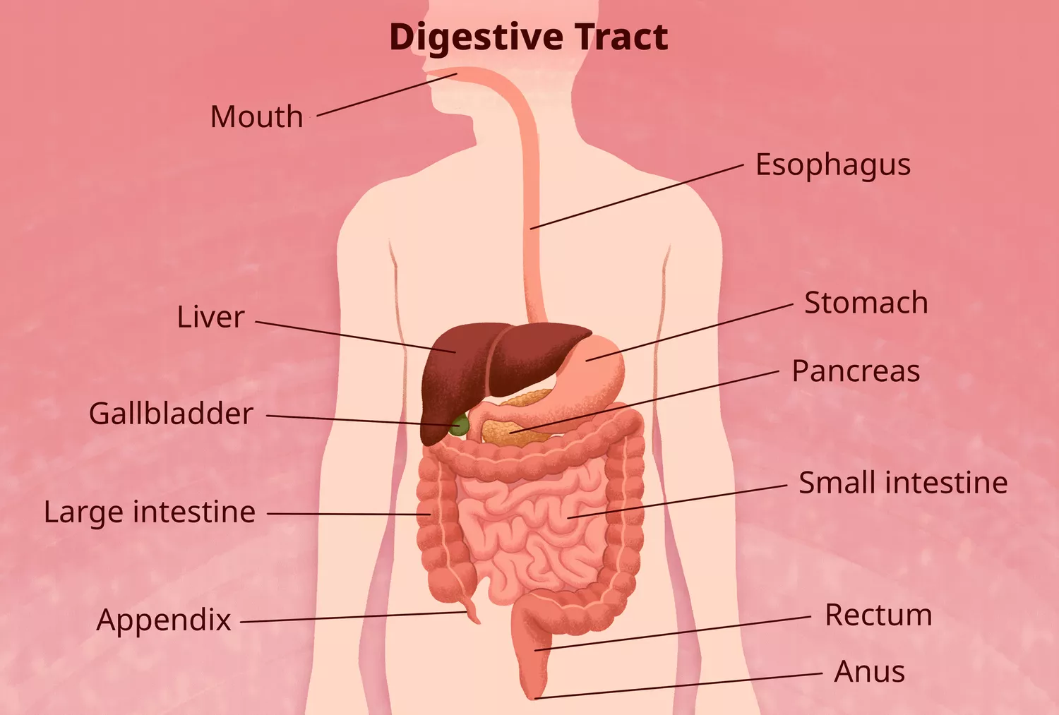 Digestive System Diseases