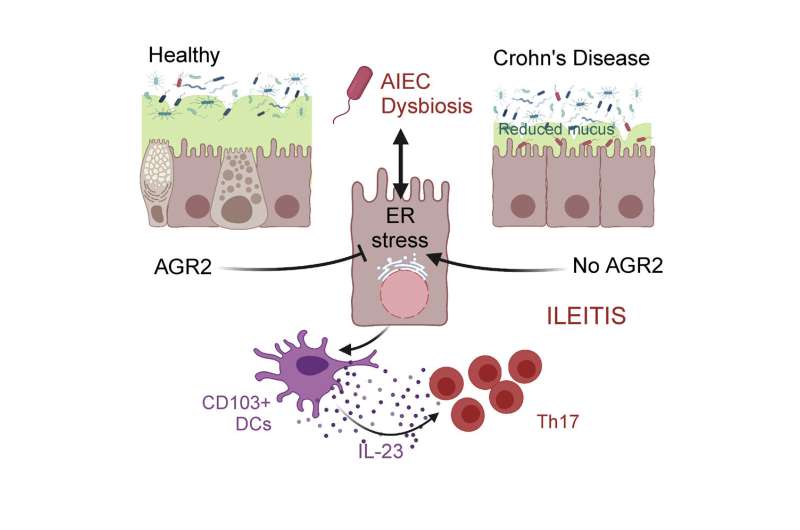 To trigger Crohn's disease, pathogenic bacteria co-opt a genetic susceptibility