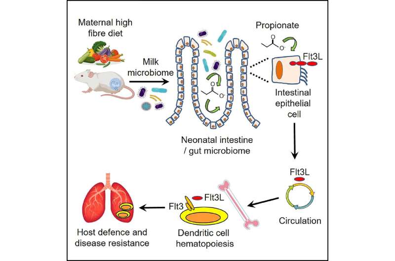 Study shows maternal diet could reduce childhood asthma risk 