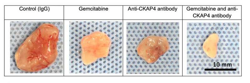 Therapeutic and diagnostic functions of one antibody for pancreatic cancer