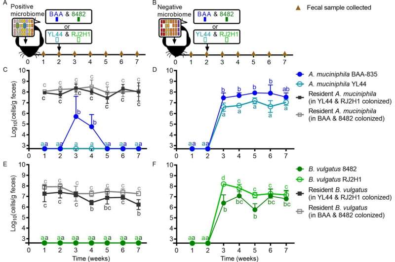 Ecological principles at play in gut microbiome