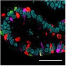 A deep look into the gut's hormones